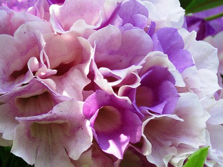 Free Fresh Flower photo and picture