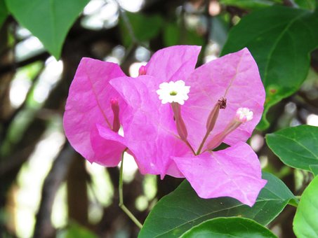 Free Fresh Flower photo and picture