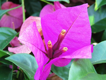 Free Fresh Flower photo and picture