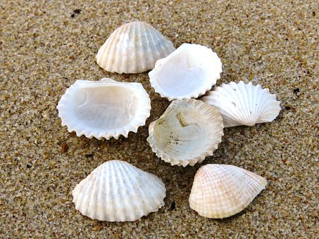 Free Shell Beach photo and picture