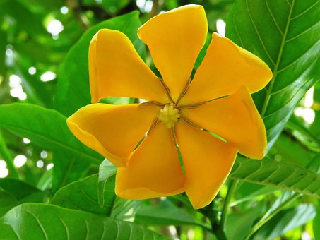 Free Close Up Flower photo and picture