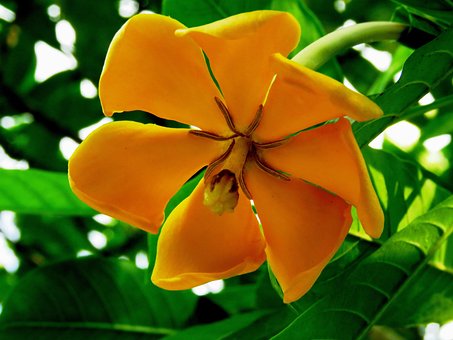 Free Yellow Flower Wallpaper photo and picture
