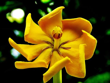 Free Close Up Flower photo and picture