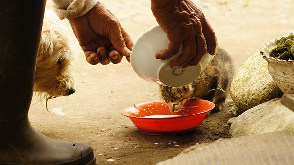Perros y Gatos Perros y Gatos