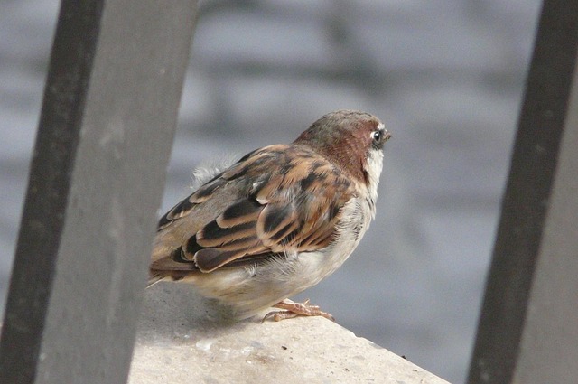 Free Sparrow Bird photo and picture