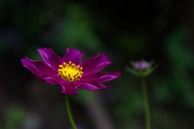 Free Flower Purple photo and picture