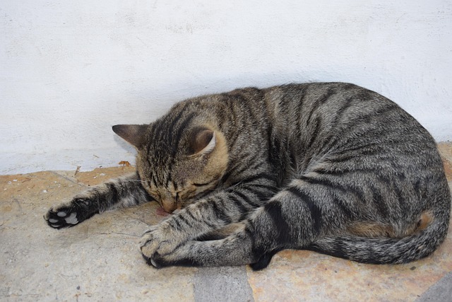 Free Cat Animal photo and picture