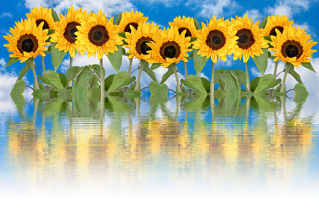 Free sunflower summer sun illustration