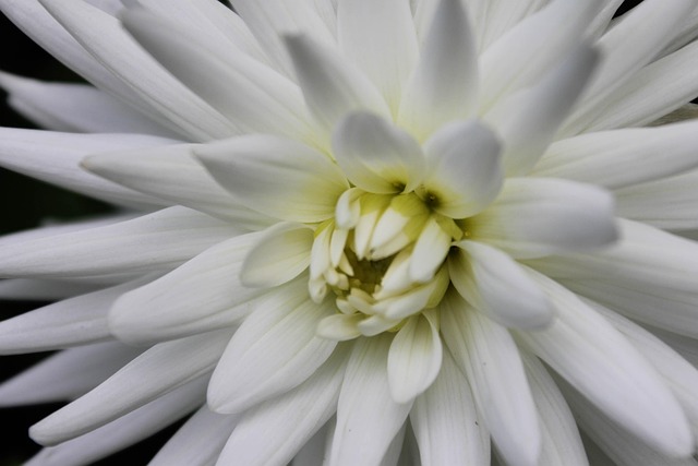 Free Flowers Leaves photo and picture