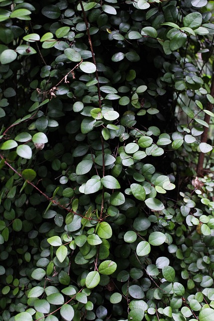 Free Flowers Leaves photo and picture
