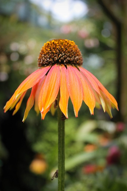 Free Flowers Leaves photo and picture