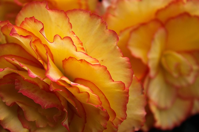 Free Flowers Leaves photo and picture