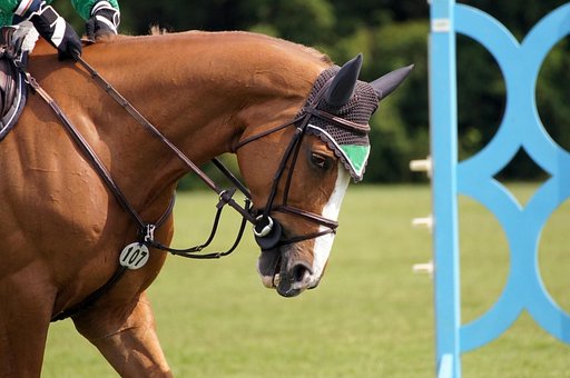 Chio, Aachen, Hestesport, Hester