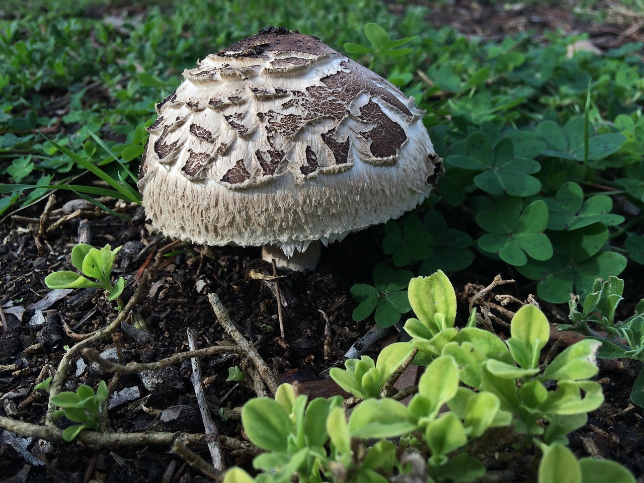 Free Funghi Toadstool photo and picture