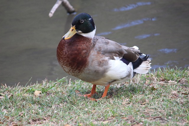 Free Bird Wild photo and picture