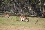 flinders ranges, outback, outdoors