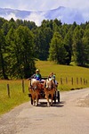 horse, calash, carrozza