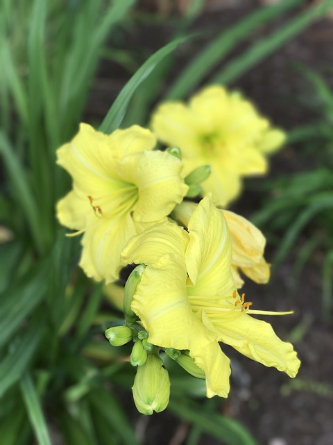 Free Yellow Flower Day Lily photo and picture