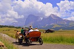 horse, calash, carrozza