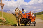 horse, calash, dolomites