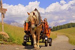 horse, calash, dolomites