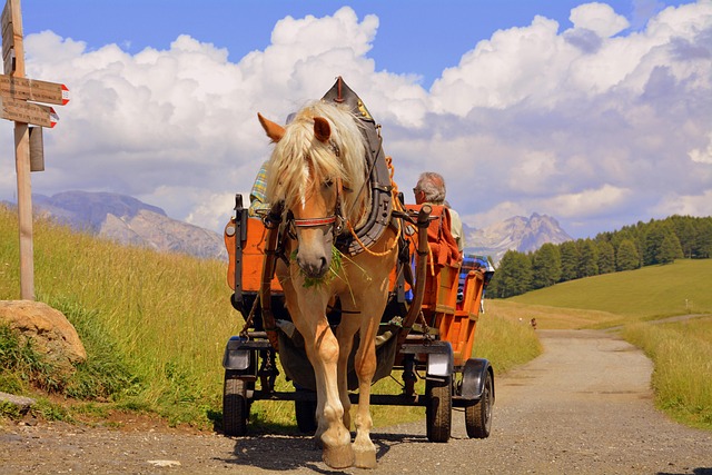 10+ Free Calash & Horse Images - Pixabay