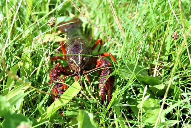 Krabbe, Flusskrebs, Hummer, Rot