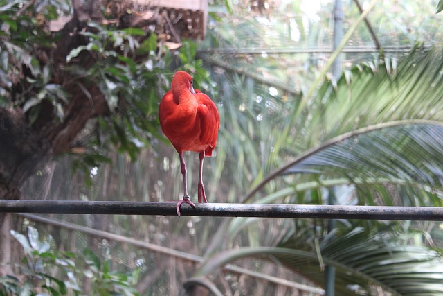 Free Bird Nature photo and picture