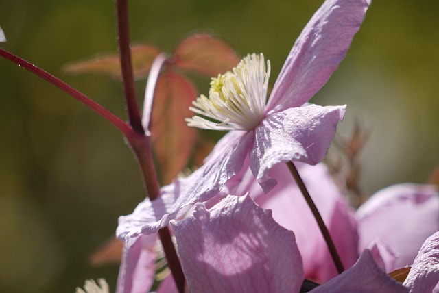Free Pink Flower photo and picture