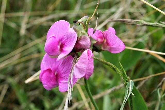 Blüte, Blume, Blumen, Blütenblatt, Natur