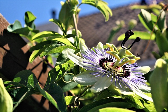 Passionsblume, Blüte, Natur