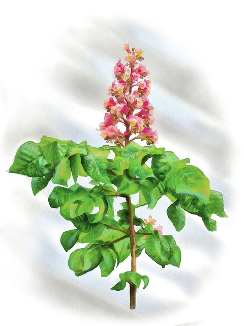 Free Chestnut Pink Tree illustration and picture