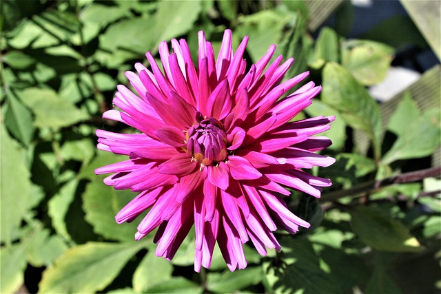 Lila, Blume, Lila Blume, Blumen, Blüte