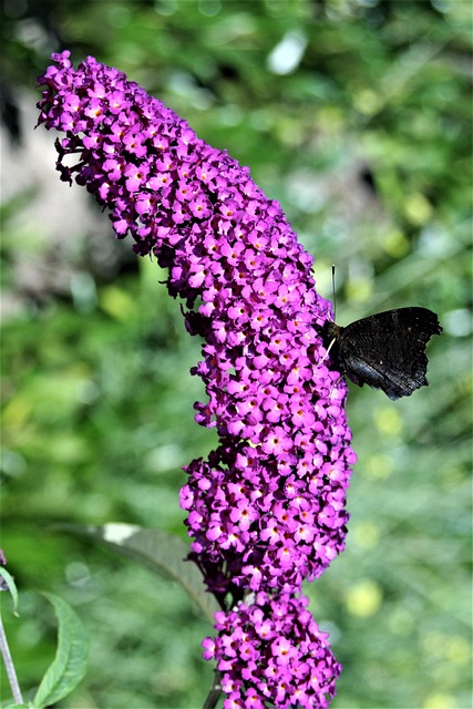 Lila, Blume, Lila Blume, Blumen