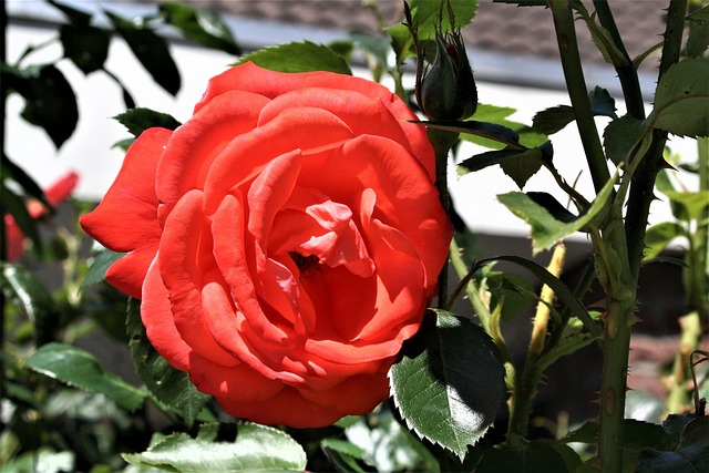 Rose, Natur, Schöne Blumen