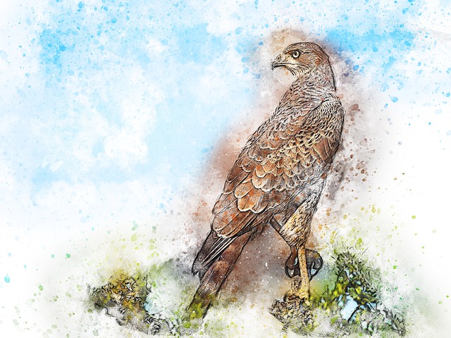 Free bird falcon animal illustration