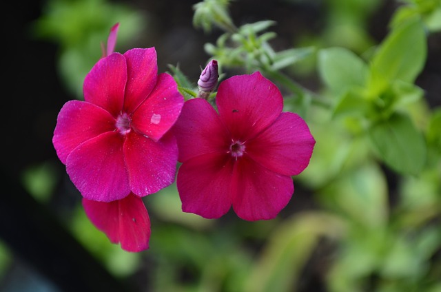 Free Floral Nature photo and picture