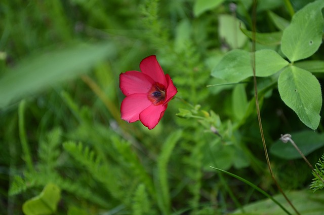 Free Floral Nature photo and picture