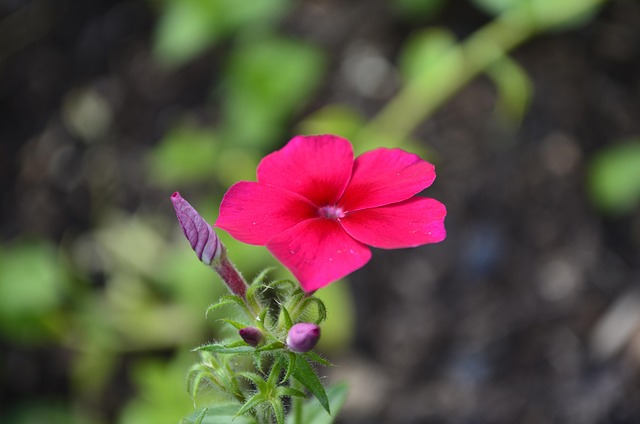Free Floral Nature photo and picture