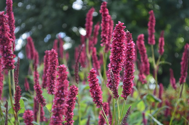 Free Floral Nature photo and picture