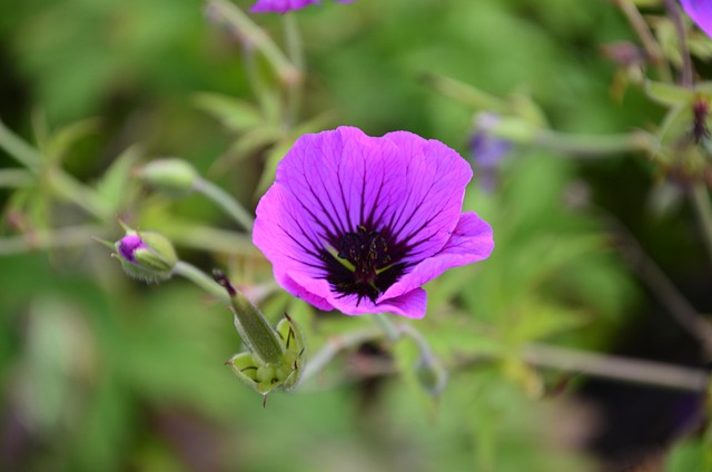 Free Floral Nature photo and picture
