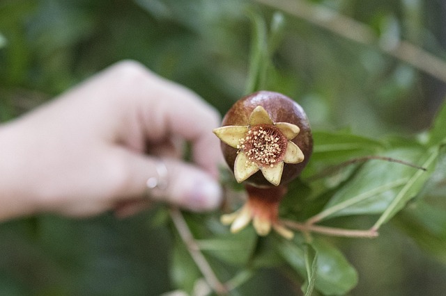 Free Pomegranate Plants photo and picture