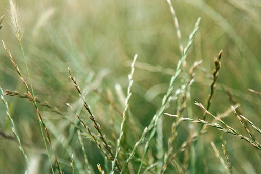 Free Grass Green photo and picture