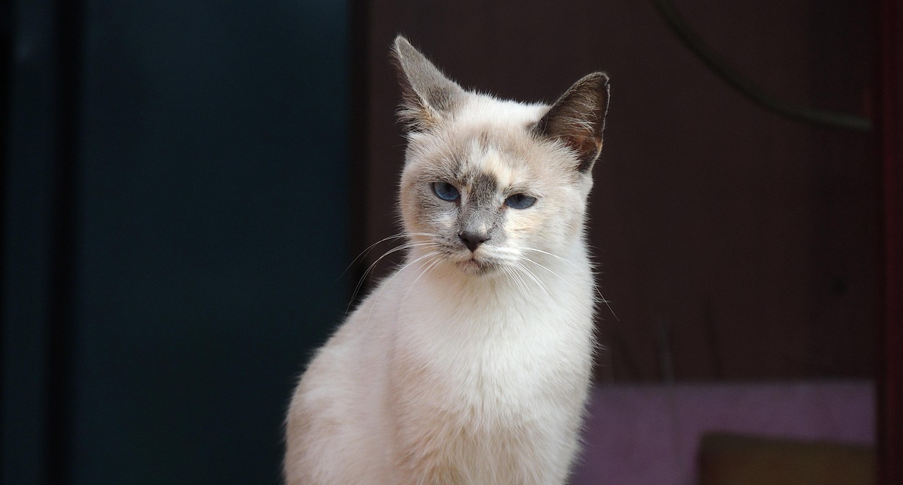 功夫熊猫2在线观看国语,功夫熊猫2在线观看国语版 功夫熊猫2在线观看国语,功夫熊猫2在线观看国语版