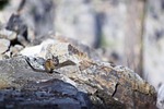 chipmunk, squirrel, mammal