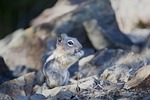 chipmunk, squirrel, mammal