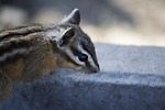 chipmunk, squirrel, mammal