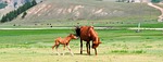 foal, mare, mammal
