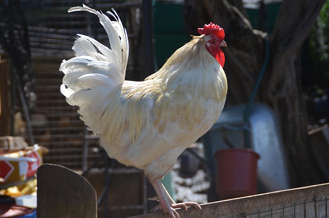 Free Chicken Animal photo and picture