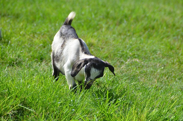 Free Wild Wildlife photo and picture
